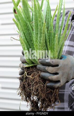 Main tenant l'Aloe vera - close up Banque D'Images