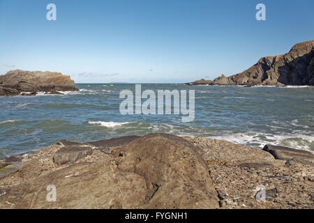 Hartland, North Devon, UK - certains des plus accidenté et des vagues au Royaume-Uni sur la côte nord du Devon. Banque D'Images