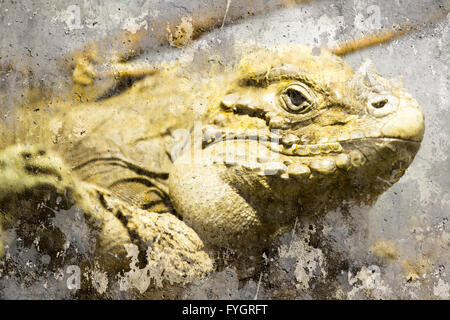 Gros plan d'iguane shot portrait artistique, fond texturé avec Banque D'Images