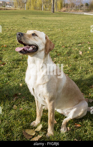 Labrador Retriever dog en automne Banque D'Images