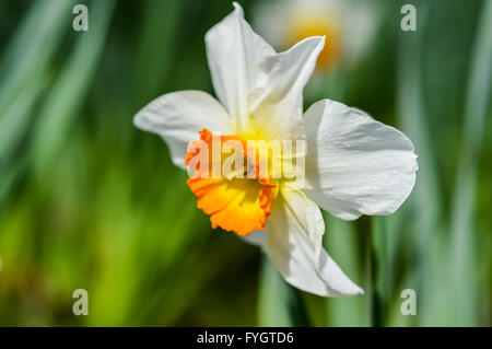 Belle narcissus poeticus court avec l'orange vif et jaune corona Banque D'Images