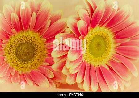 Détail de rose fleur gerber Banque D'Images