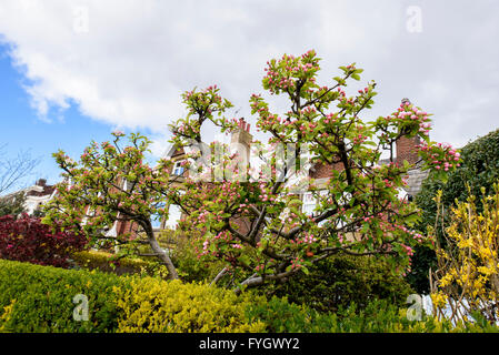 Apple tree commencent tout juste à fleurir Banque D'Images