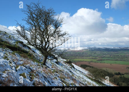 Neige d'hiver sur le côté de la Lawley, près de Church Stretton, Shropshire. Les collines de Shropshire et long Mynd sont visibles au loin. Banque D'Images