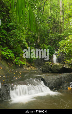 Cascades de petit ruisseau, Mt. Réserve forestière Tompotika, Mt. Tompotika, Central Sulawesi, Indonésie Banque D'Images