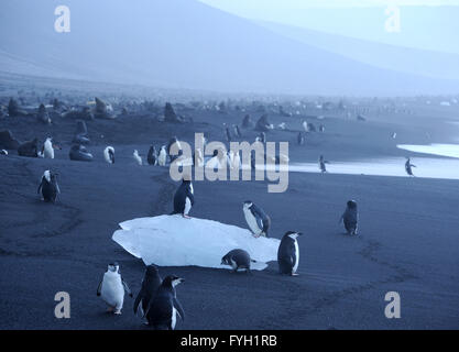 Gamla (Pygoscelis antarctica) sur un morceau de glace sur la plage de sable volcanique noir en dessous de leur colonie de nidification. Banque D'Images