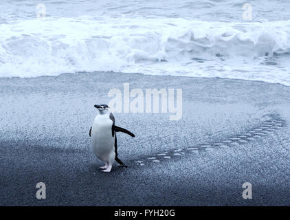 Un manchot à Jugulaire (Pygoscelis antarctica) monte la plage de sable volcanique noir. L'Île Saunders, îles Sandwich du Sud. Banque D'Images