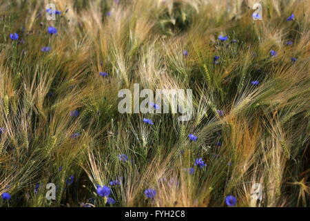 Bleuet bleu (Centaurea cyanus) dans un champ d'orge. Banque D'Images