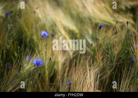 Bleuet bleu (Centaurea cyanus) dans un champ d'orge. Banque D'Images