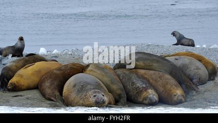 Éléphants de mer du sud (Mirounga leonina) dormir sur la plage. L'Anse de galets, Coronation Island, îles Orcades du Sud, l'Antarctique Banque D'Images