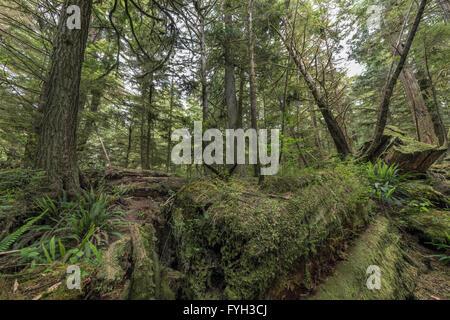 Grand journal infirmière lentement dégradées par les fougères et mousses, parc national Pacific Rim, Tofino, Colombie-Britannique Banque D'Images