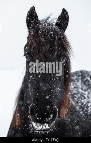 Cheval frison et de neige Banque D'Images