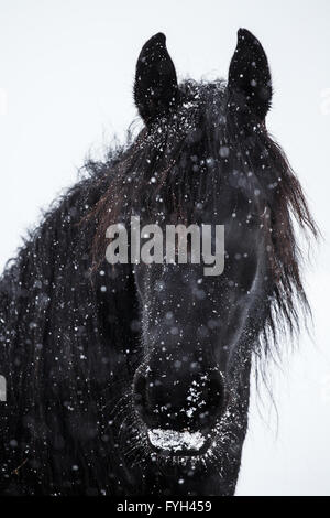 Cheval frison et de neige Banque D'Images