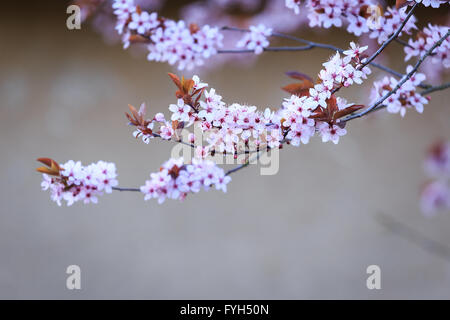 Direction générale de la floraison avec de fleurs de Prunus cerasifera. Les fleurs du printemps l'arrière-plan. Banque D'Images