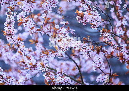 Direction générale de la floraison avec de fleurs de Prunus cerasifera. Les fleurs du printemps l'arrière-plan. Banque D'Images