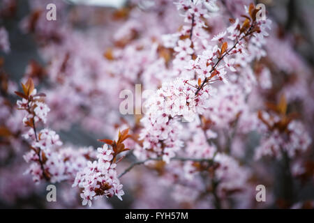 Direction générale de la floraison avec de fleurs de Prunus cerasifera. Les fleurs du printemps l'arrière-plan. Banque D'Images