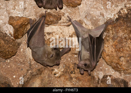 Fruits égyptienne Bat (Rousettus aegyptiacus) sur un mur de la caverne. Photographié dans les collines de Judée, Israël Banque D'Images