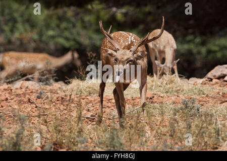 Homme daim de Mésopotamie (Dama mesopotamica) photographié en Israël Carmel Forest en Août Banque D'Images