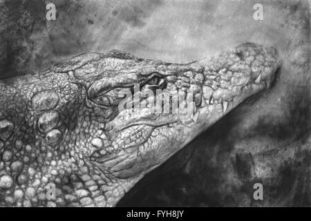 Portrait artistique d'un Crocodile faite au crayon Banque D'Images