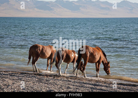 Chevaux sur la rive du lac Issyk-koul au Kirghizstan. Issyk-Kul est le 10e plus grand lac du monde, la deuxième plus grande saline. Banque D'Images