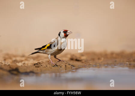 Chardonneret élégant (Carduelis carduelis) près de l'eau, désert du Néguev, Israël Banque D'Images