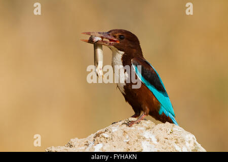 White-throated Kingfisher (Halcyon smyrnensis) avec un lézard dans son bec, Néguev, Israël Banque D'Images