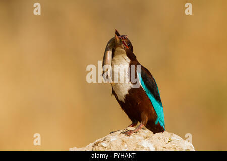 White-throated Kingfisher (Halcyon smyrnensis) avec un lézard dans son bec, Néguev, Israël Banque D'Images