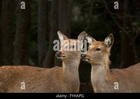 2 femelle le cerf sika (Cervus nippon), également connu sous le nom de la chouette cerf ou les Japonais, l'île Deer Kinkazan, Japon Banque D'Images