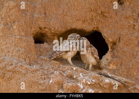 Chouette chevêche (Athene noctua) debout à l'entrée de son nid. À seulement 20 centimètres de haut, cet hibou est, comme son nom l'indique, Banque D'Images