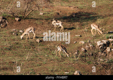 (Gazelle la Gazelle gazelle). Photographié dans la basse Galilée, Israël. La montagne gazella est la plus commune je gazelle Banque D'Images