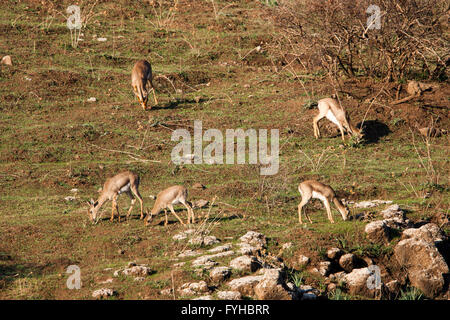 (Gazelle la Gazelle gazelle). Photographié dans la basse Galilée, Israël. La montagne gazella est la plus commune je gazelle Banque D'Images