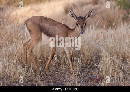 (Gazelle la Gazelle gazelle). Photographié dans la basse Galilée, Israël. La montagne gazella est la plus commune je gazelle Banque D'Images