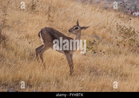 (Gazelle la Gazelle gazelle). Photographié dans la basse Galilée, Israël. La montagne gazella est la plus commune je gazelle Banque D'Images