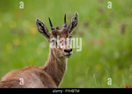 (Gazelle la Gazelle gazelle). Photographié dans la basse Galilée, Israël. La montagne gazella est la plus commune je gazelle Banque D'Images