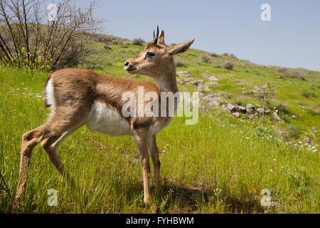 (Gazelle la Gazelle gazelle). Photographié dans la basse Galilée, Israël. La montagne gazella est la plus commune je gazelle Banque D'Images