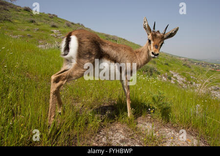 (Gazelle la Gazelle gazelle). Photographié dans la basse Galilée, Israël. La montagne gazella est la plus commune je gazelle Banque D'Images