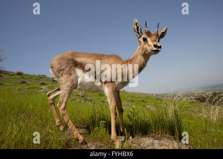 (Gazelle la Gazelle gazelle). Photographié dans la basse Galilée, Israël. La montagne gazella est la plus commune je gazelle Banque D'Images