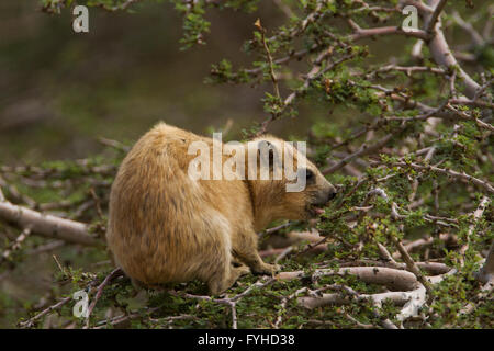 Rock Hyrax (Procavia capensis, syriaca) photographié en Israël, désert de Judée Banque D'Images