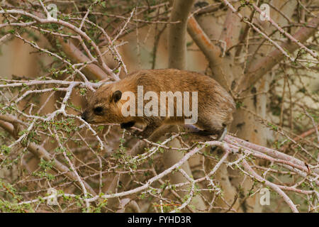 Rock Hyrax (Procavia capensis, syriaca) photographié en Israël, désert de Judée Banque D'Images