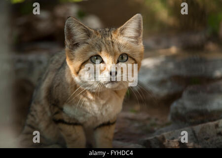 Chat de sable (Felis margarita), également connu sous le nom de chat des dunes de sable, est le seul que l'on trouve surtout dans les félidés véritable désert. Photographié en J Banque D'Images