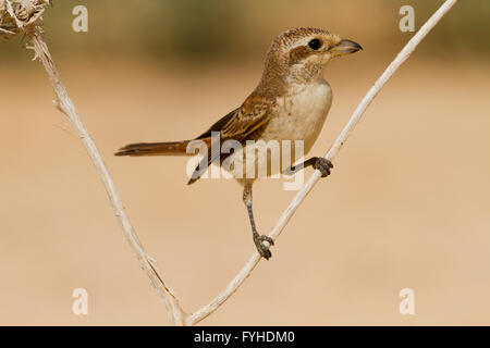 Pie-grièche écorcheur (Lanius collurio) sur une branche, désert du Néguev, Israël Banque D'Images