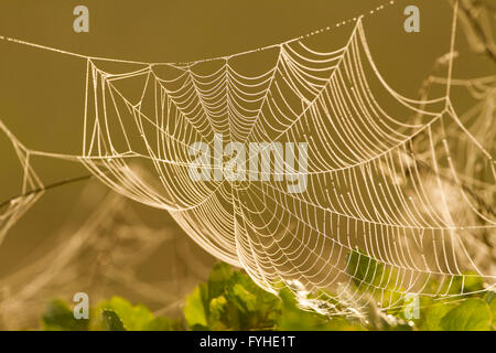 Spider web ronde au coucher du soleil, Israël Banque D'Images