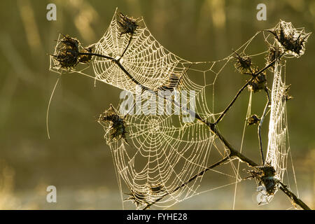 Spider web ronde au coucher du soleil, Israël Banque D'Images
