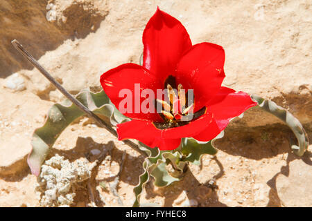 Tulip (tulipa) systola rouge printemps fleurs dans le désert, désert du Néguev, Israël Banque D'Images