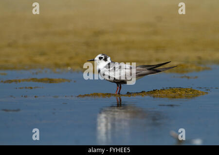 White winged Tern Chlidonias leucopterus) (debout dans l'eau. Cette Dougall est distribué dans toute l'Europe orientale et le Medi Banque D'Images