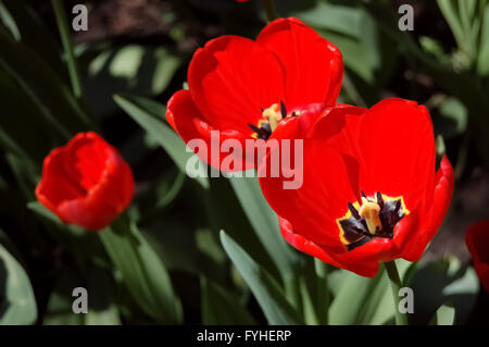 Trois tulipes rouges Banque D'Images