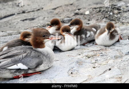 Femme harle bièvre (Mergus merganser) et les canetons Banque D'Images