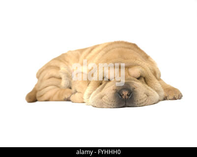 Sharpei chiot couchage Banque D'Images