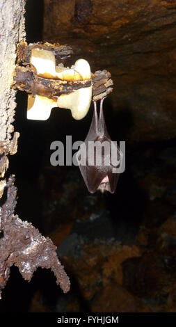 - Petit Rhinolophe Rhinolophus hipposideros accrochant dans cave Banque D'Images