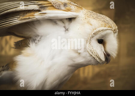 Portrait Owl, golden owl, faune concept Banque D'Images